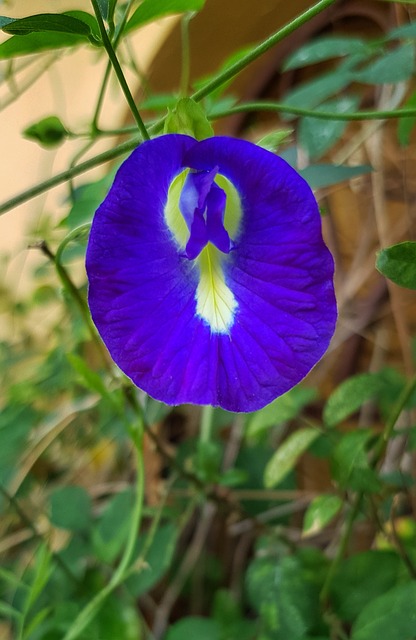 Butterfly Pea Flower